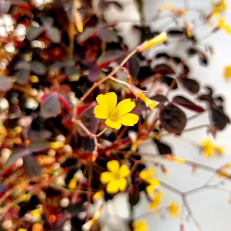 My Chef Orlando Oxalis Flower